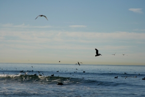 California Brown Pelicans and Seagulls in Ocean, San Clemente, by Bill Helm, 01-18-13