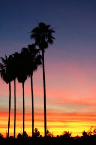 Palms at sunset, by Teresa Helm, 01-29-13