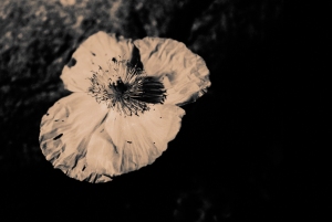 Sepia poppy, by Bill Helm, 01-31-13
