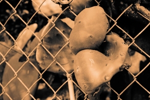 Cactus growing through fence, by Bill Helm, 02-06-13