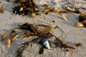 Shell and seaweed, by Teresa Helm, 02-06-13