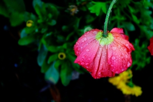 Upside-down flower, by Bill Helm, 02-11-13